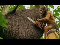 ATTACKED BY THE QUEEN BEE: Giant Beehive Harvested on the World’s Tallest Tree