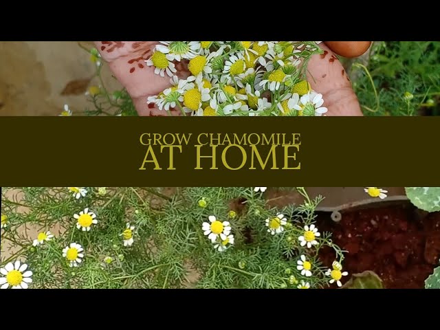 Chamomile Plant Care In Pots