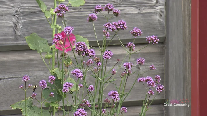 GARDEN TOUR: Scott & Paulette Smith of Hayward, WI