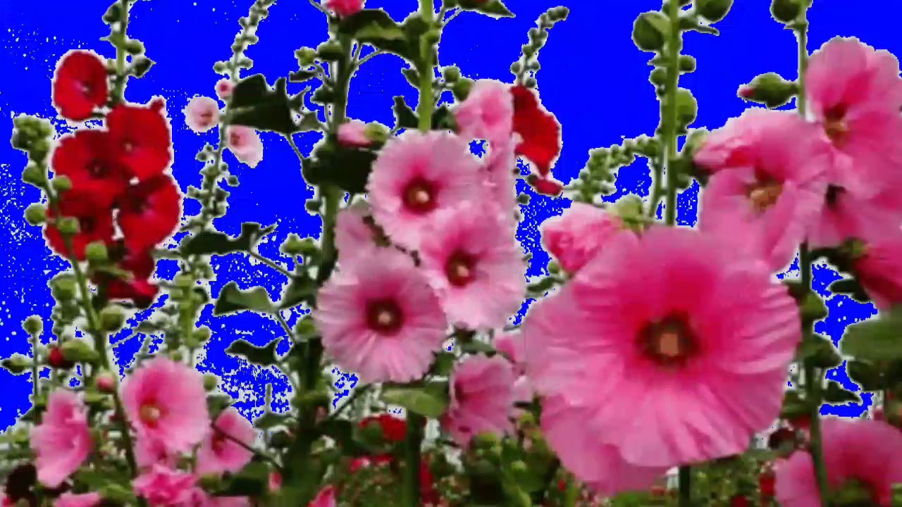 flowers_Animated_videos_green_screen_video_pawederektar_editing_video