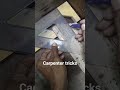 woodworking...carpenter tricks #woodworking #bengkelkayu #carpentertrick #woodscraft #diy #wood
