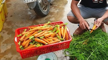 Thu hoạch cà rốt baby