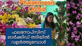 How to repot phalaenopsis orchids on wood ! phalaenopsis orchids care