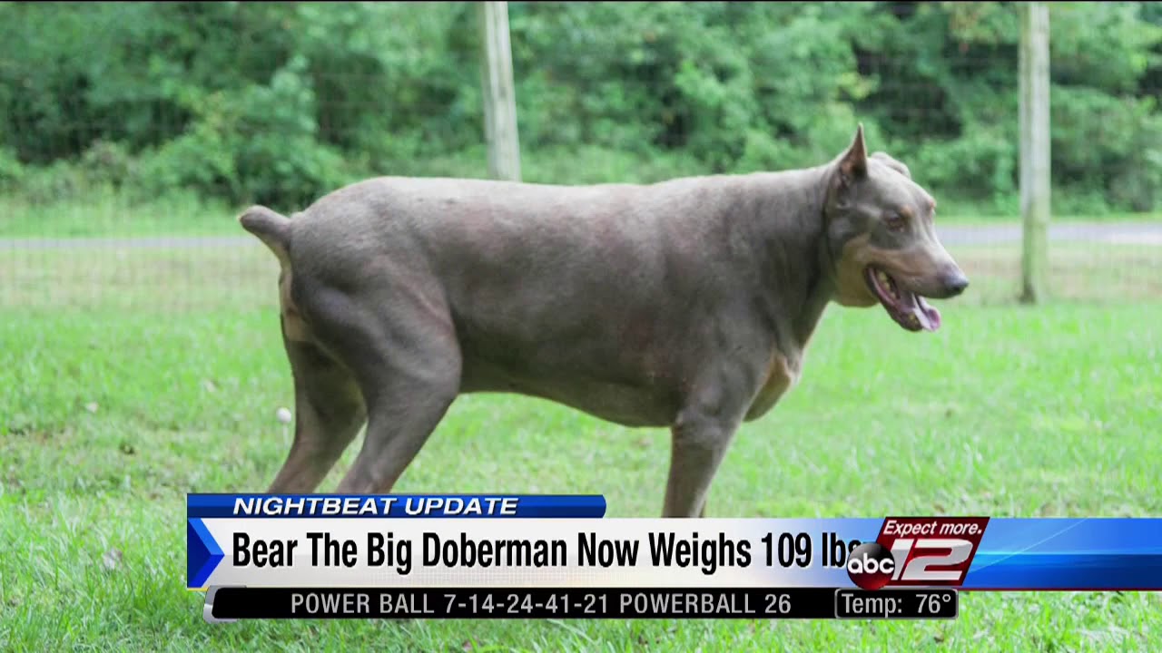 huge doberman pinscher