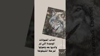 غرائب الذئاب shortsvideo @samirasmadi معلومات_ثقافية تغذيه_علاجية معلومات_عامة