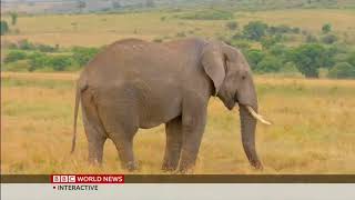 Wildebeest Migration spurs tourism