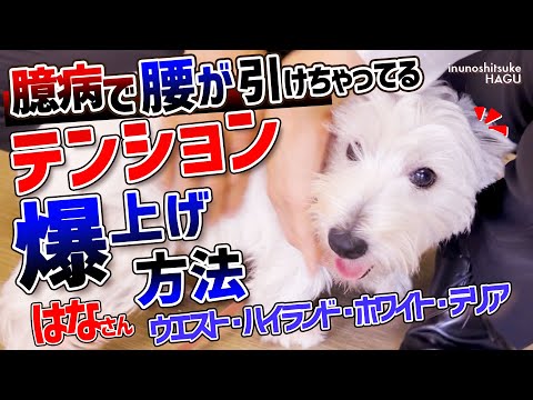 触られると嬉ションが…！気を使ったトレーニングをするウエスト・ハイランド・ホワイト・テリアさん
