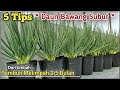 Resep DAUN BAWANG Tumbuh Subur