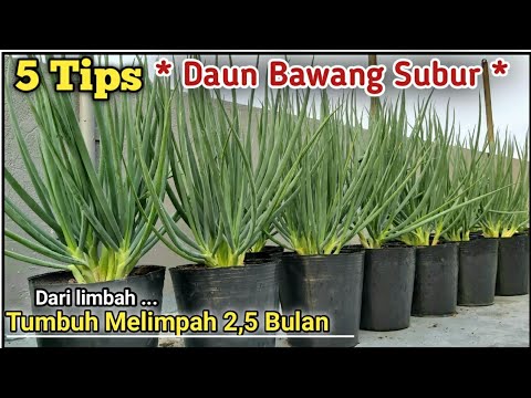 Video: Tumbuh Bawang Hijau