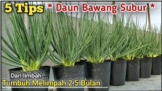 Resep DAUN BAWANG Tumbuh Subur