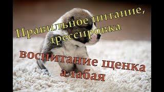 Уход за щенком алабая/Правильное питание, дрессировка и выбор щенка