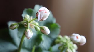 Blooming Geranium & ForsythiaBird watchingApril showers☔Spring gardening‍