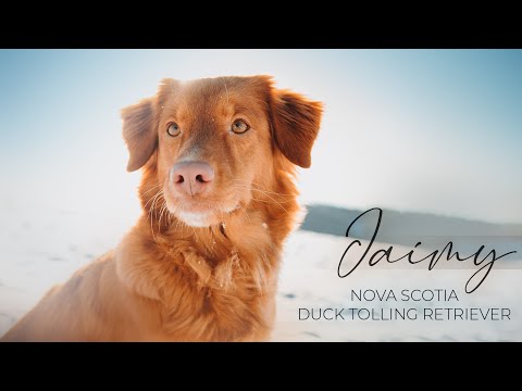 Video: Nova Scotia Duck Tolling Retriever Koirarotu Hypoallergeeninen, Terveys Ja Elämä