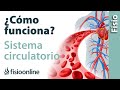 Cómo funcionan el CORAZÓN y SISTEMA CARDIO CIRCULATORIO - Qué hace y cómo lo hace