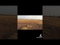 pointer inglés  vs codorniz #caza #pointer #perdiz #hunting #hunt #chasse #chasseur