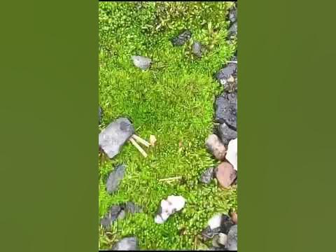 мох бриум серебристый - YouTube