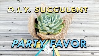 Easy DIY Succulent Favors (awesome for wedding and birthday celebrations)