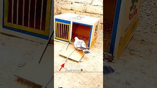 Pigeon Bird Trap. #short #pigeon #birds #animals #funny #pets