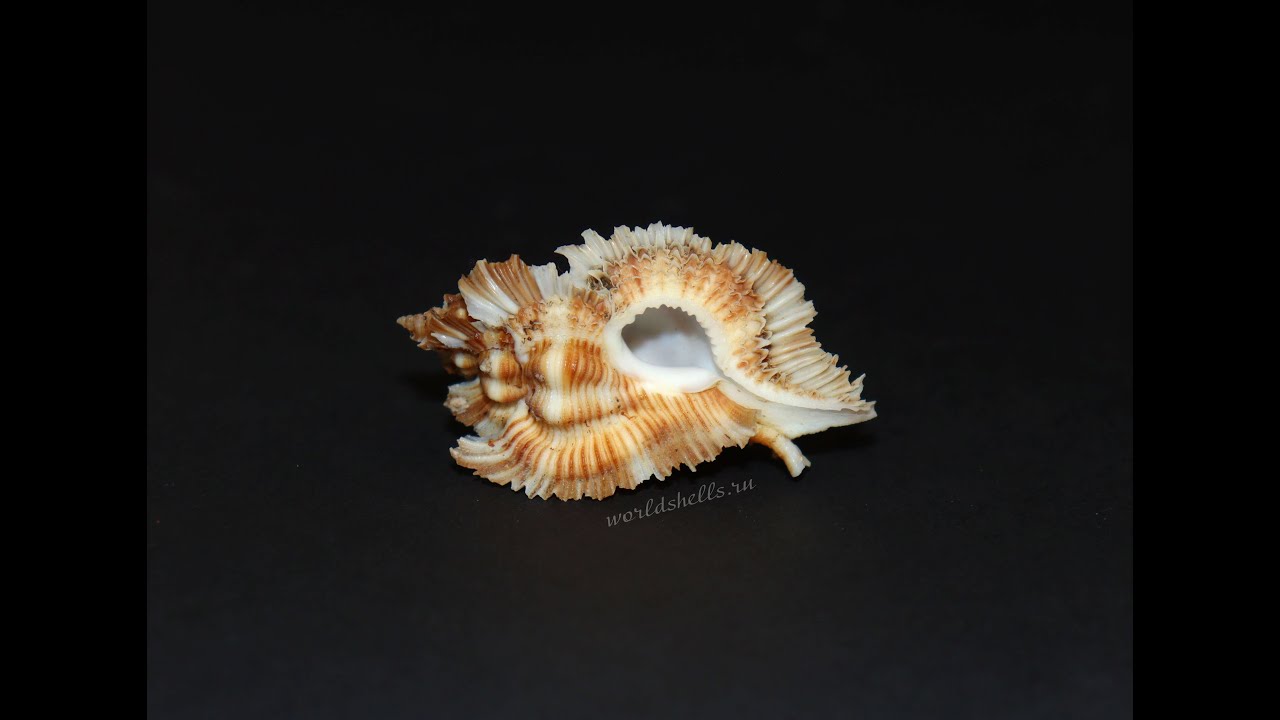 Мурекс Мийоки (Pterynotus miyokoae) 6 см.