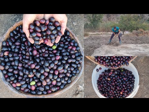 تحضير زيتون مشرات بطريقة تقليدية هنا في الريف