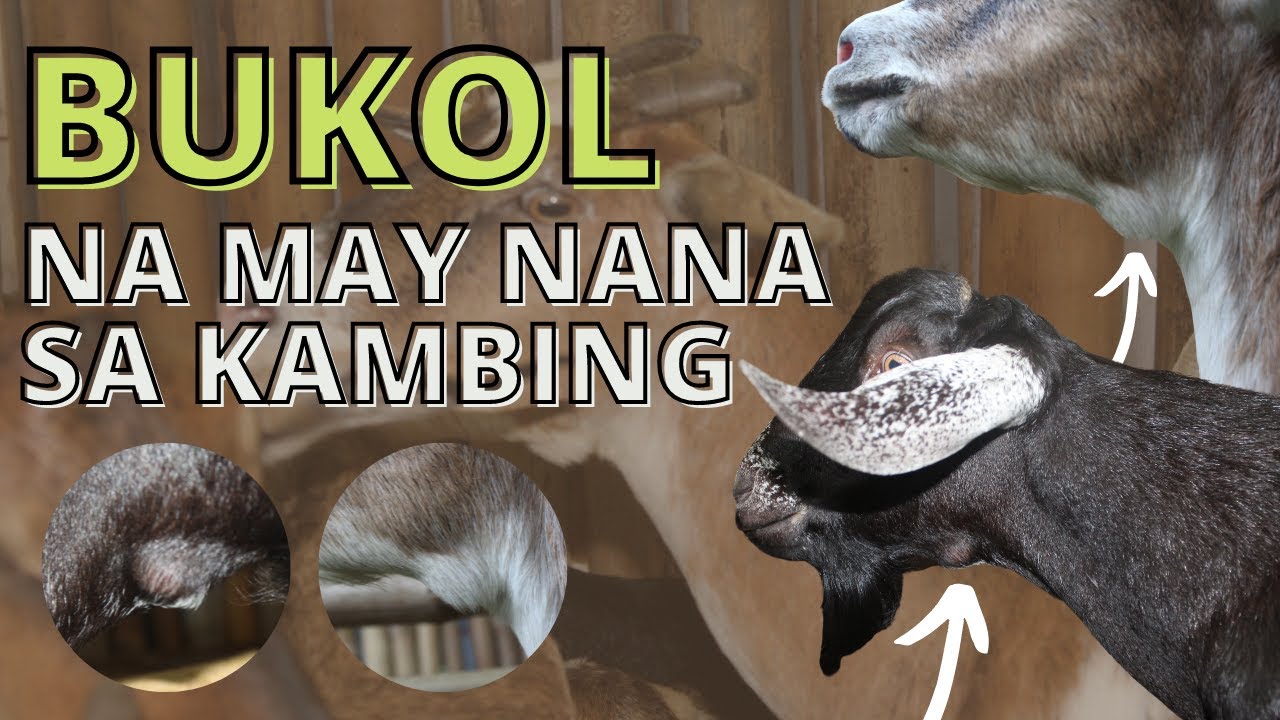 bukol-na-may-nana-sa-kambing-youtube