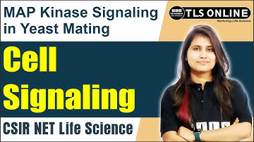 MAP Kinase Signaling in Yeast Mating | Cell Signaling | CSIR NET Life Science | Shruti Shukla |