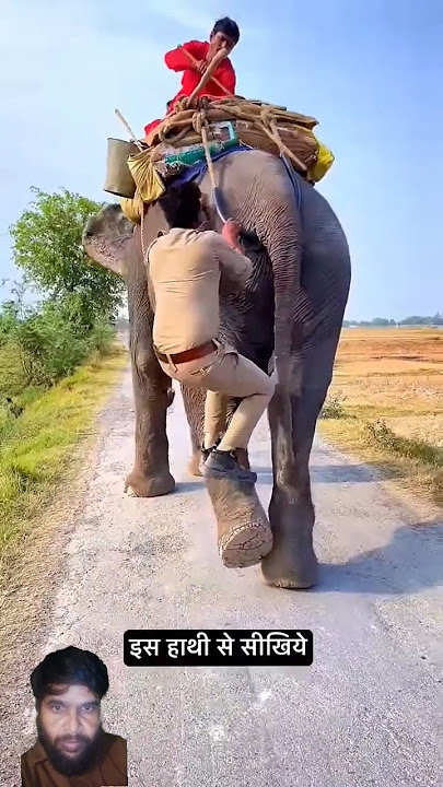 short#video #hathi