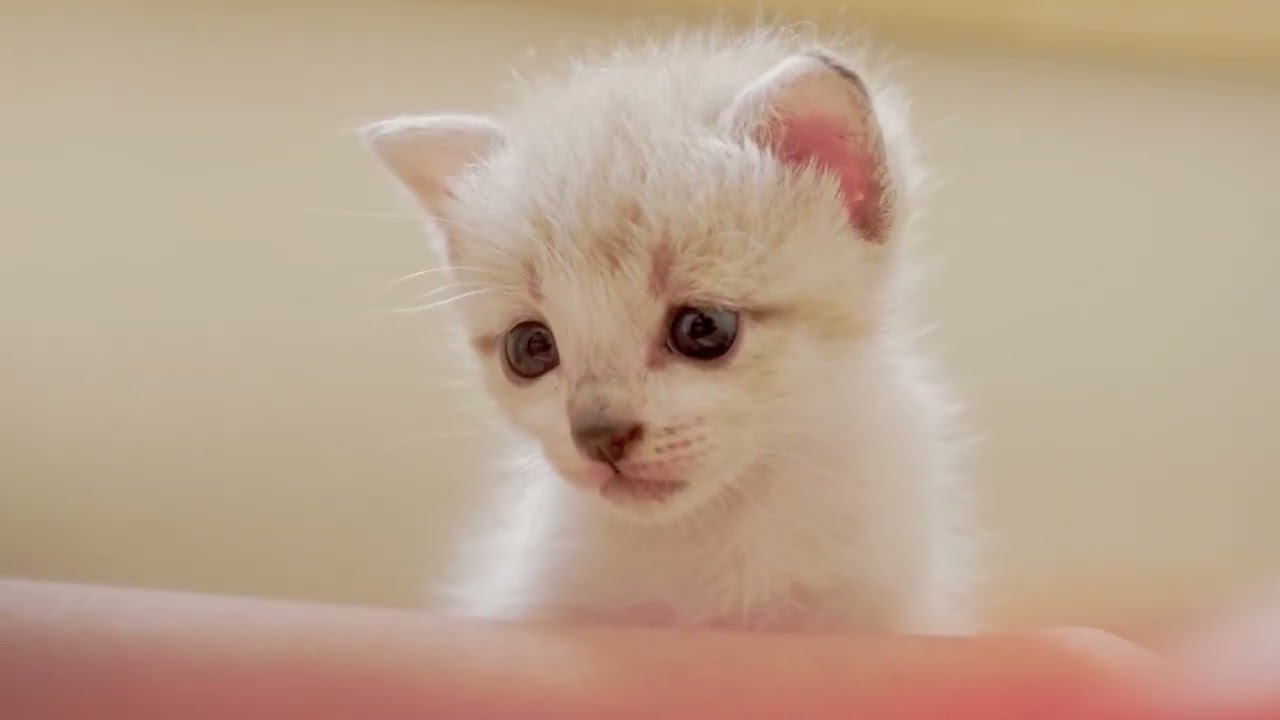 고양이 일상을 방해하지 않는 힐링 음악｜고양이의 편안한 시간