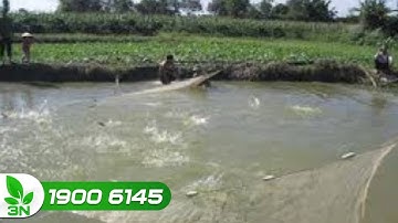 Biểu hiện của ao nuôi cá bị ô nhiễm | VTC16