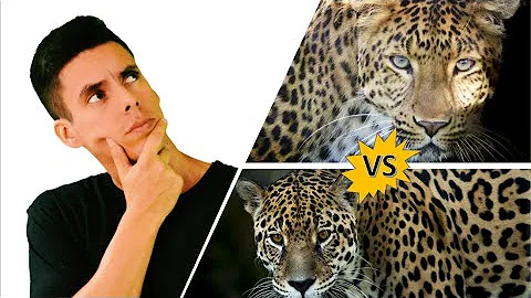 Em que a palavra onça se diferencia nas expressões O pai era uma onça e no tempo do onça?