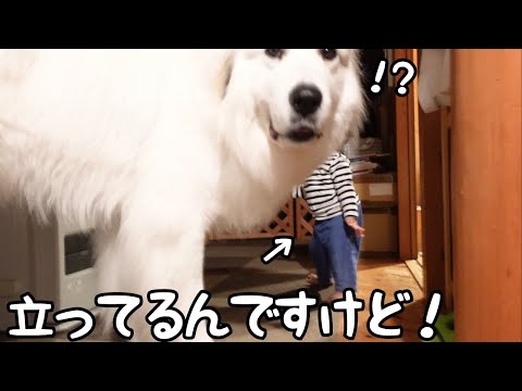 【祝！】ついに妹が初めて立っちをしたら超大型犬が大興奮しちゃいましたw｜グレートピレニーズ