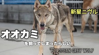 ウルフドッグ Youtube