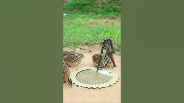 Creative DIY Quail Trap Technique #shorts
