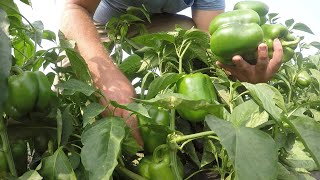 HARVEST BECOMES A LITERAL HANDFUL