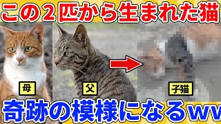 【2ch動物スレ総集編】この2匹から生まれた子猫→奇跡の模様になってしまうｗｗｗｗｗ