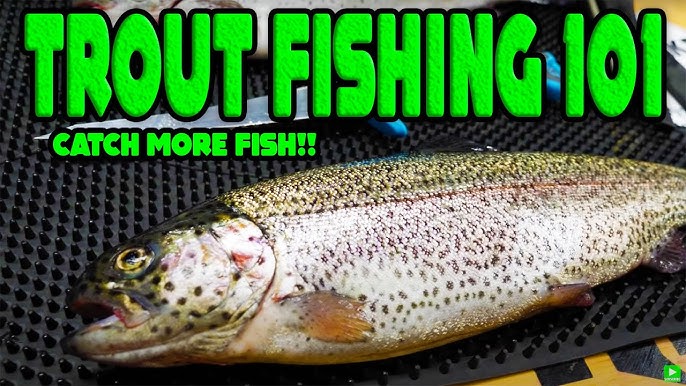 3 BEST Baits To CATCH Stocked Trout In Lakes Or Ponds 