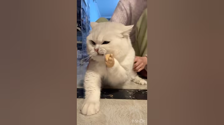 Мяу мяу#котик#кошеня#funnycat#catsoftiktok#catlovers#котики#catsdoingthings#funnycats#meow#catvideo