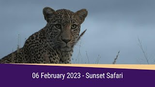 SafariLIVE Sunset Highlights 06 February 2023