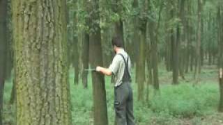 mobileholzaufnahme.de Forester video 2/4