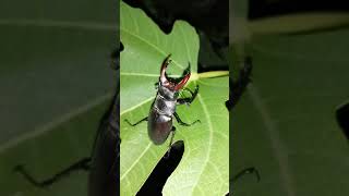 Жук-олень в боевой стойке ||A stag beetle in a fighting stance.#shorts