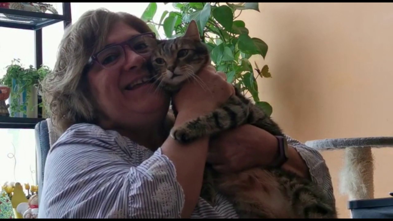 Cicle Mitjà - Tipus d'animals