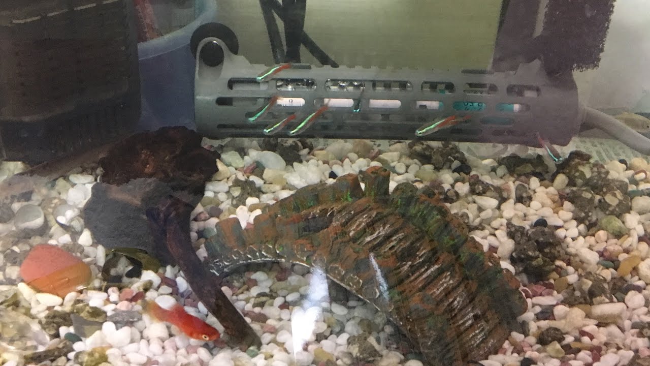 熱帯魚 ミッキーマウスプラティ ネオンテトラ達の混泳 Youtube