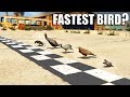 GTA V - Which is the Fastest Bird?