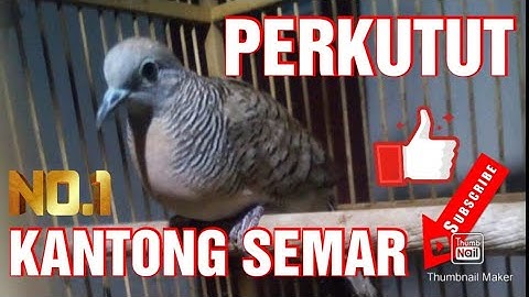 Katurangan Perkutut Kantong Semar