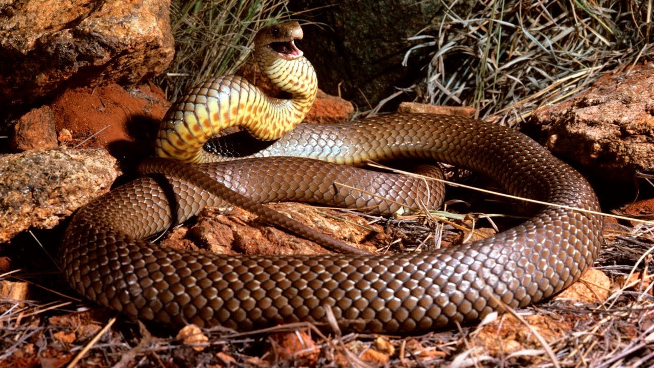 Змеи видео для детей. Eastern Brown Snake. Коричневые змеи (Pseudonaja). Juvenile Eastern Brown Snake (Pseudonaja textilis).