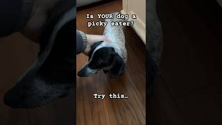 BEST dog food for picky dogs?🐶 #dogs  #dachshund #funnydogs #dogtips #shortsfeed