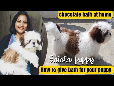 How to give bath for your puppy at home | Chocolate&rsquo;s bath at home | Shih Tzu puppy