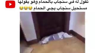 تقول له فيه سنجاب بالحمام وهو يقولها مستحيل سنجاب يجي الحمام 😂😂🤦🏻‍♂️⁧‫#ضحك‬⁩ ⁧‫#وناسة‬⁩