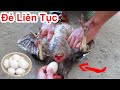 Cách Làm Cho Gà Mái ĐẺ TRỨNG LIÊN TỤC Cực Hay / Mẹo Làm Gà Bỏ Ấp Đi Đẻ Hiệu Quả . chicken lays egg