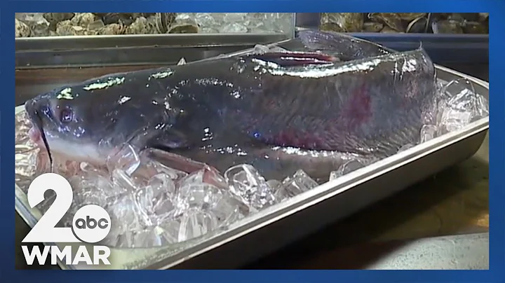 New bill would turn invasive catfish into pet food